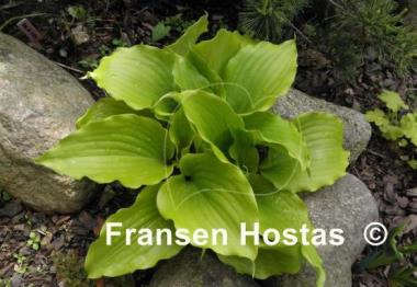 Hosta Cranberry Wine