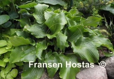 Hosta Cranberry Wine