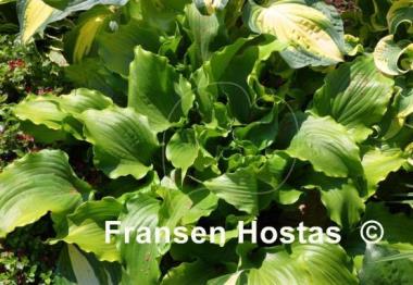 Hosta Cranberry Wine