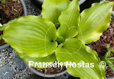 Hosta Cranberry Wine