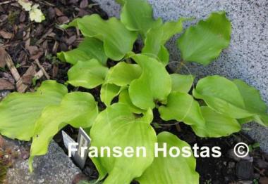 Hosta Cranberry Wine