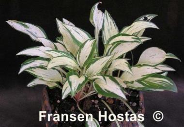 Hosta Crater's Heart