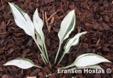 Hosta Crater's Heart