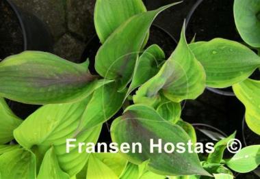 Hosta Crazy Hazy