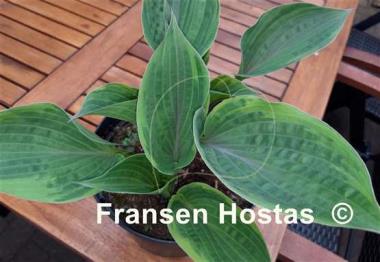 Hosta Crazy Hazy