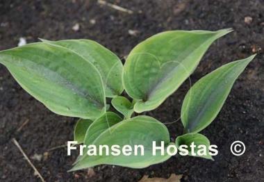 Hosta Crazy Hazy