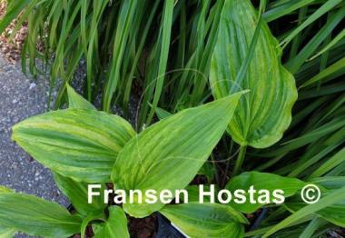 Hosta Crazy Spirit