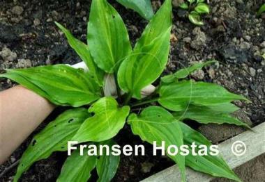 Hosta Crazy Spirit