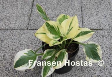 Hosta Cream Cheese