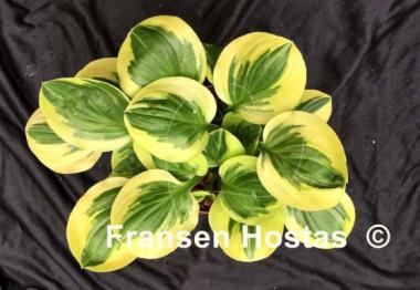 Hosta Cream Cheese