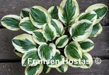 Hosta Cream Cheese