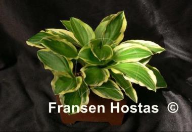 Hosta Cream Cheese