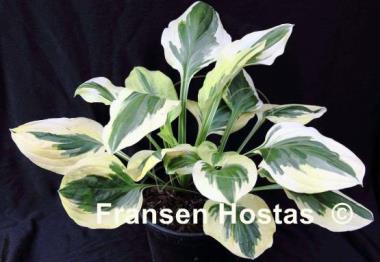 Hosta Cream Cheese