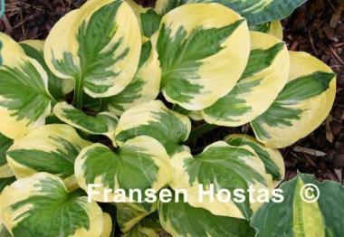 Hosta Cream Cheese