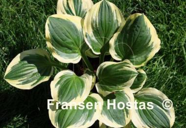 Hosta Cream Cheese