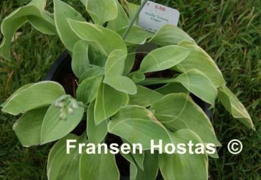 Hosta Cream Edger