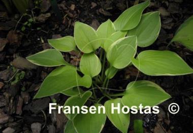 Hosta Cream Edger
