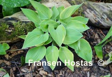 Hosta Cream Edger