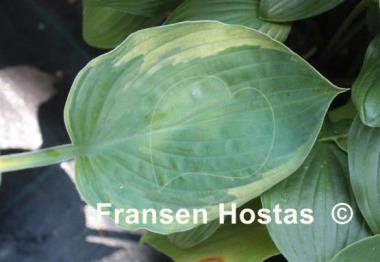 Hosta Cream Edger