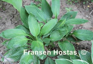 Hosta Creature from the Green Lagoon
