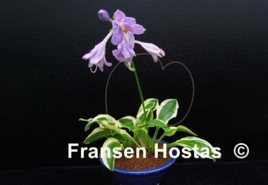 Hosta Crepe Soul