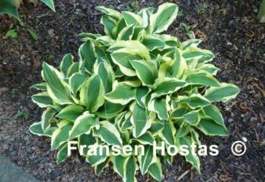 Hosta Crepe Soul