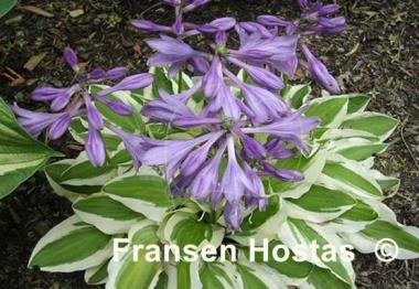 Hosta Crepe Soul