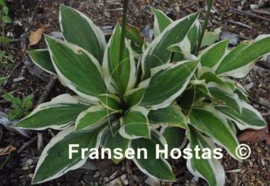 Hosta Crepe Soul
