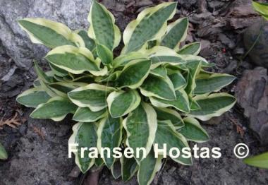 Hosta Crepe Soul