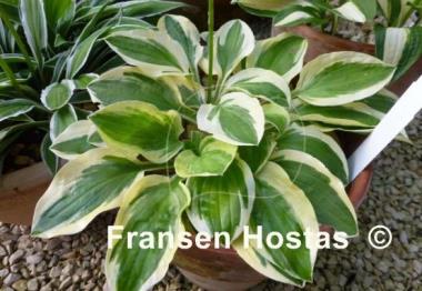 Hosta Crepe Soul