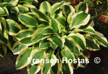 Hosta Crepe Soul