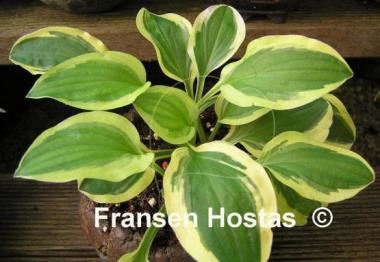 Hosta Crepe Suzette