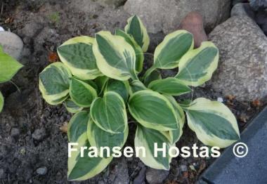 Hosta Crepe Suzette