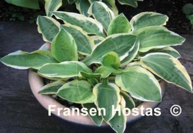 Hosta Crepe Suzette