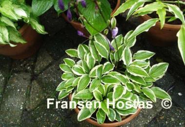 Hosta Crepe Suzette
