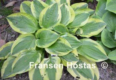 Hosta Crepe Suzette