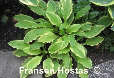 Hosta Crested Surf