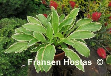 Hosta Crested Surf