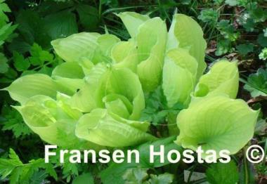 Hosta Crinkle Cup