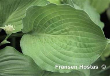 Hosta Crinkle Cup