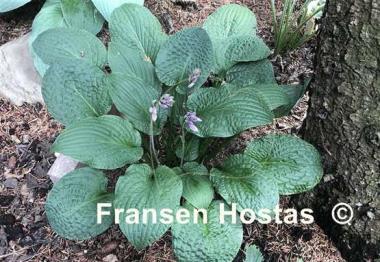 Hosta Crinkled Leather
