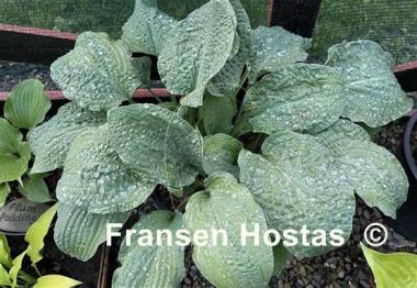 Hosta Crinkled Leather