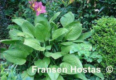 Hosta Crocodile Rock