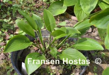 Hosta Crocodile Rock