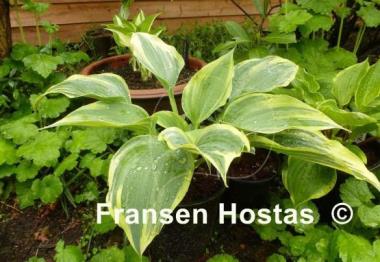 Hosta Crocodile Socks