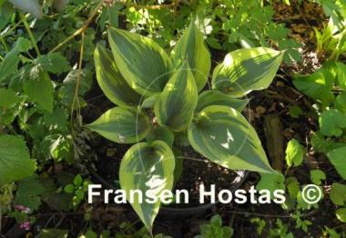 Hosta Crocodile Socks