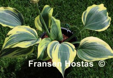 Hosta Crocodile Socks