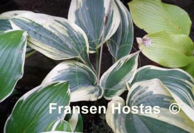 Hosta Crocodile Socks