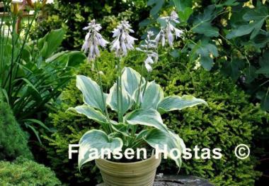 Hosta Crocodile Socks