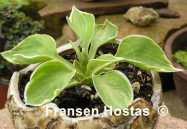 Hosta Crown Jewel